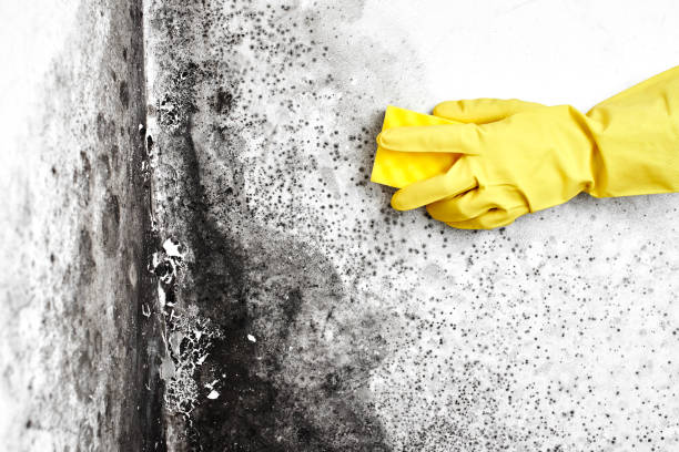 Best Localized Mold Remediation (e.g., coastal areas, humid climates) in Bellevue, WA