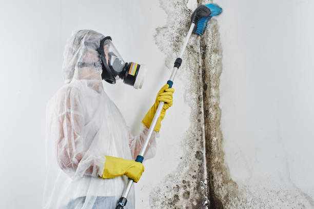 Best Localized Mold Remediation (e.g., coastal areas, humid climates) in Bellevue, WA