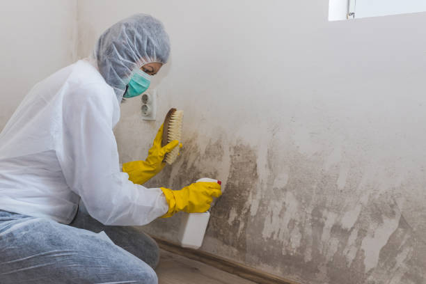 Best Basement Mold Remediation in Bellevue, WA