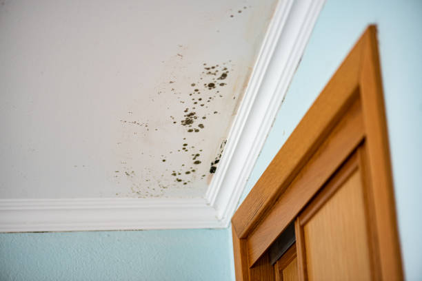 Best Residential Mold Remediation in Bellevue, WA