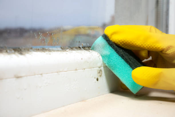 Best Insurance-Related Mold Remediation in Bellevue, WA