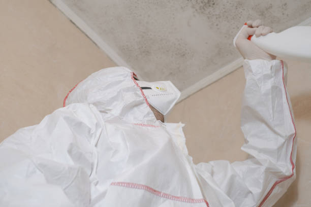 Best Insurance-Related Mold Remediation in Bellevue, WA