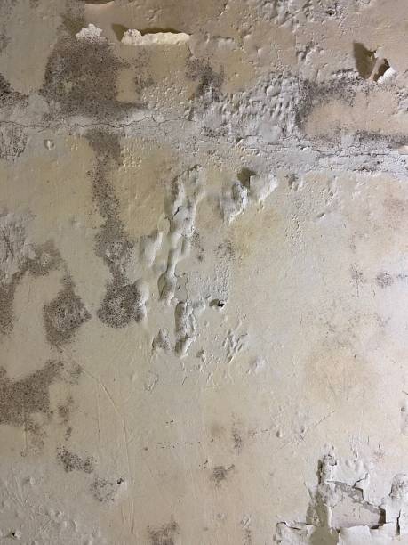 Best Basement Mold Remediation in Bellevue, WA