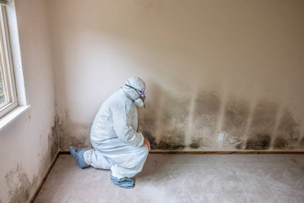 Best DIY Mold Remediation Support Services in Bellevue, WA