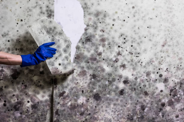 Best Black Mold Remediation in Bellevue, WA