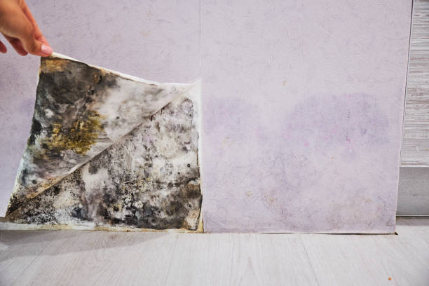 Best Kitchen Mold Remediation in Bellevue, WA